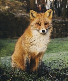 fox